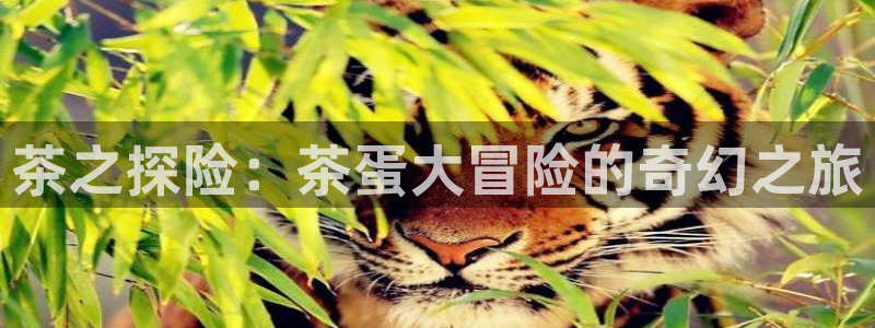宝金年会