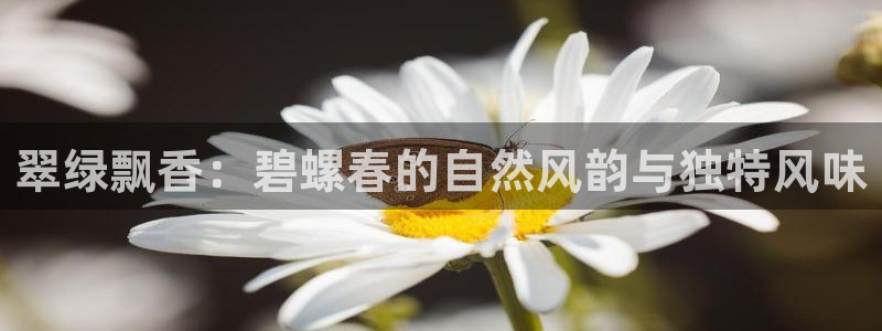 金年会菲律宾