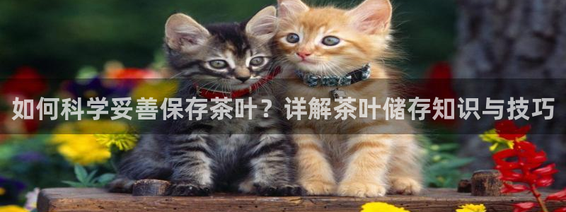 金辉城年会视频