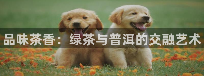 金年会国际
