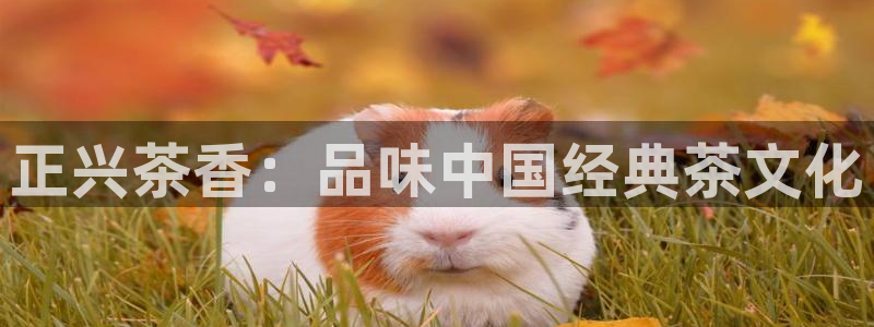 金年会网官网新版