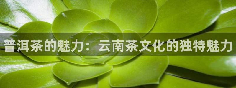 澳门娱乐金年会