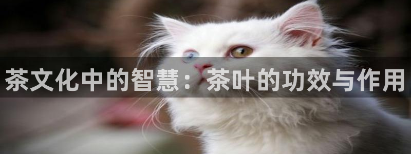 金年会官方体育登录入口