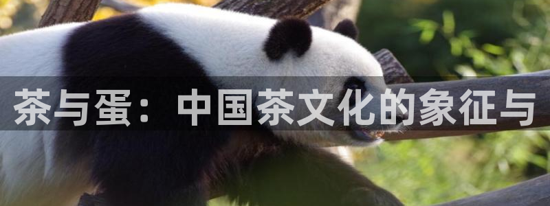 世界杯金年会app下载